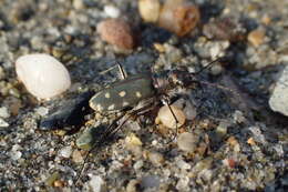 Image of Cicindela (Calomera) littoralis Fabricius 1787