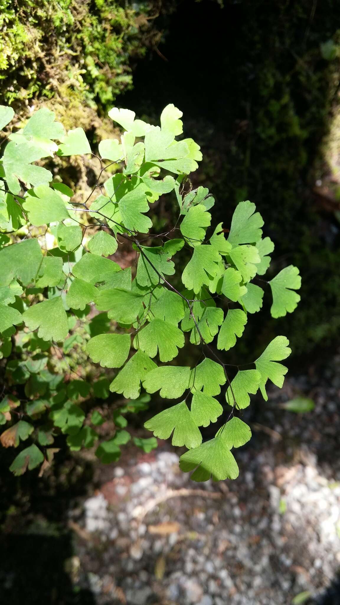 Image de Adiantum raddianum C. Presl