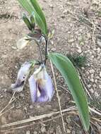 صورة Clitoria guianensis (Aubl.) Benth.