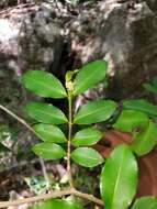 Sivun Excoecaria madagascariensis (Baill.) Müll. Arg. kuva