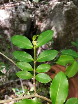 Image of Excoecaria madagascariensis (Baill.) Müll. Arg.