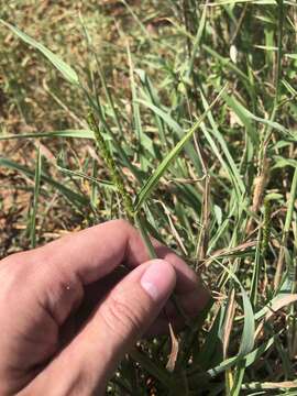 Image of oldfield grass