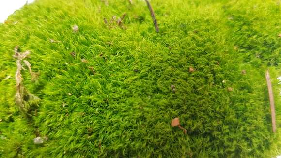 Image of montane dicranum moss