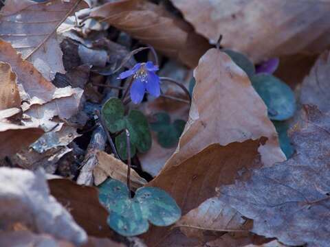 Image of roundlobe hepatica