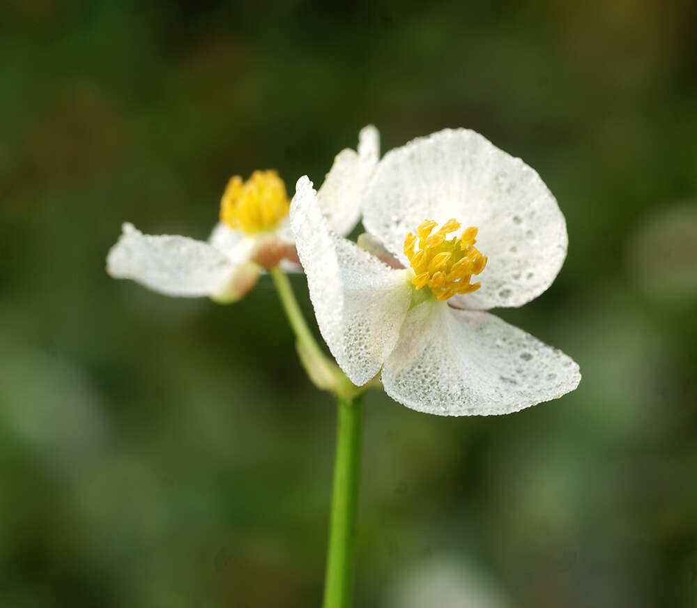 Imagem de Sagittaria trifolia L.