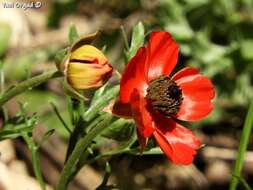 Image of Ranunculus asiaticus