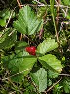 Image de Rubus arcticus subsp. acaulis (Michx.) Focke