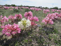 Image of candelabra lily