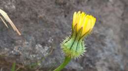 Image of prickly golden-fleece