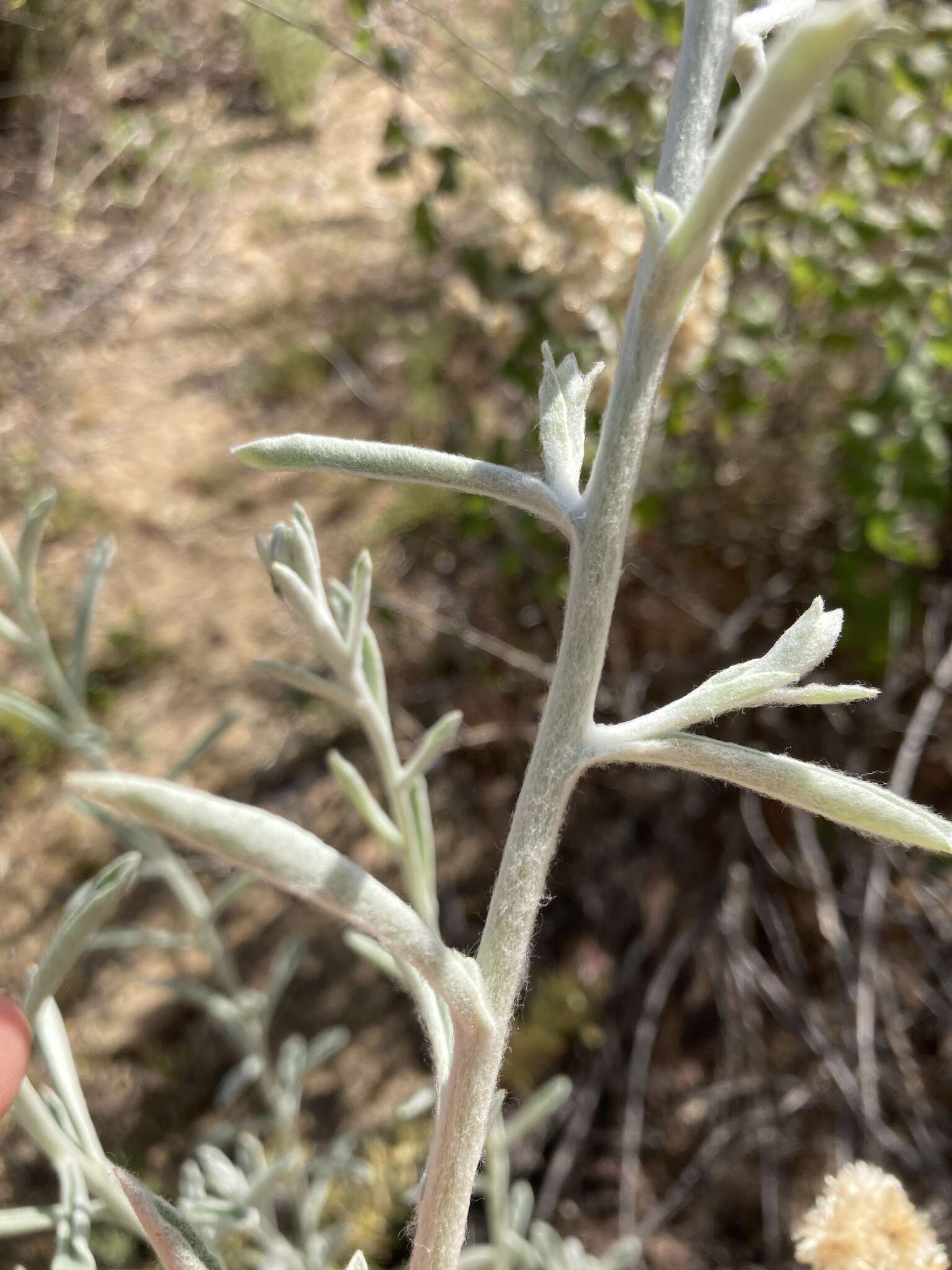 Слика од Pseudognaphalium canescens (DC.) A. A. Anderberg