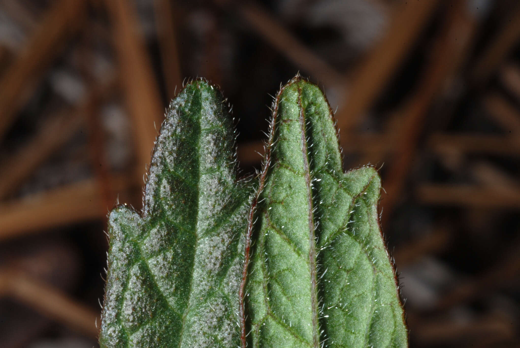 Image of wavyleaf noseburn