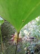 Image of Pleurothallis crescentilabia Ames