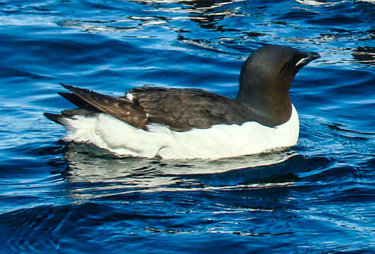 Image of Brünnich's Guillemot