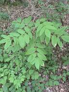 Image of Ash Leaf-roller