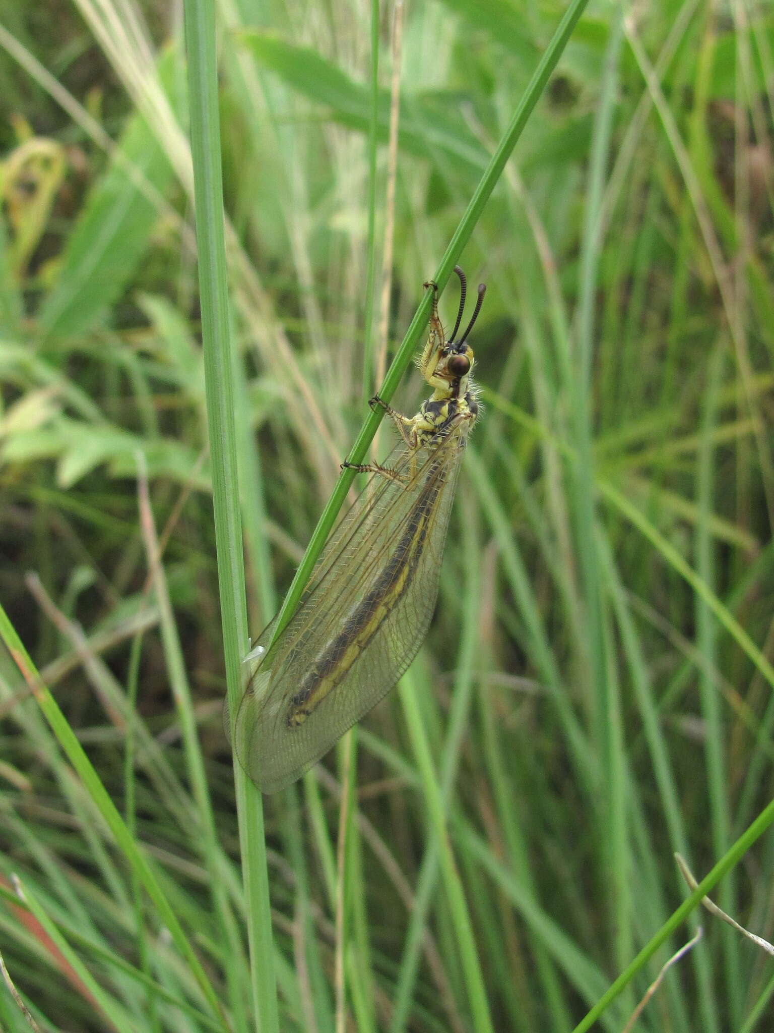 Image de Myrmecaelurus