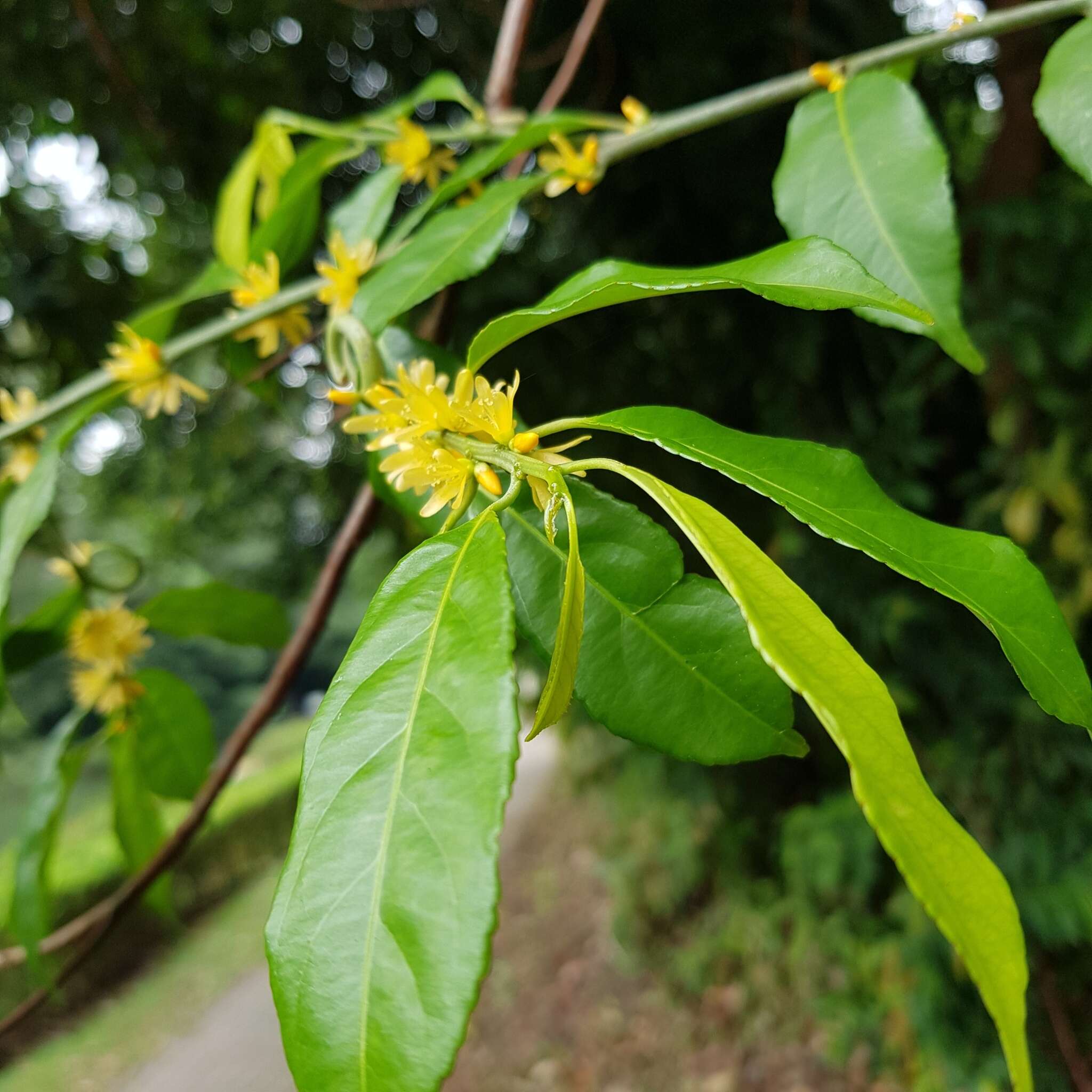 Imagem de Indorouchera griffithiana (Planch.) Hall. fil.