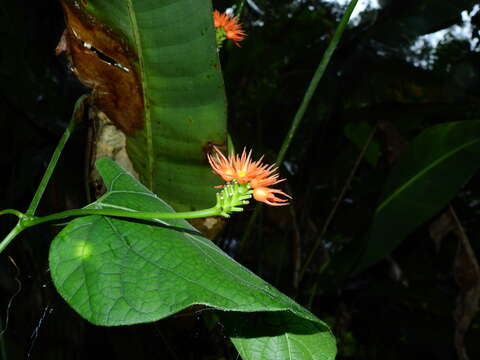 Image of Gurania reticulata Cogn.