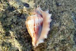 Image of spider conch