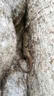 Image of Madagascar Velvet Gecko