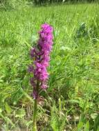 Image of Western Marsh-orchid