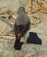 Image of Myrmecocichla monticola monticola (Vieillot 1818)