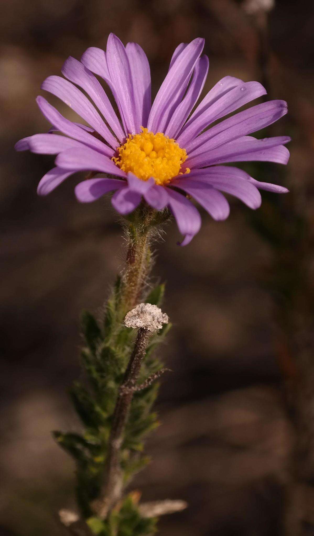 Image of Felicia nordenstamii Grau