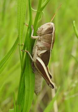 Слика од Paratylotropidia brunneri Scudder & S. H. 1897