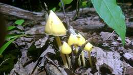 Слика од Entoloma murrayi (Berk. & M. A. Curtis) Sacc. 1899