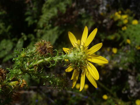 Image of Cullumia decurrens Less.