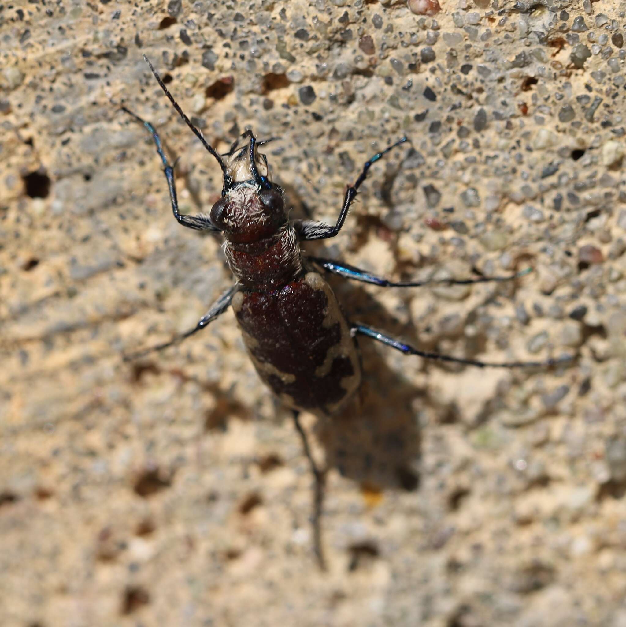 Image of Beautiful tiger beetle