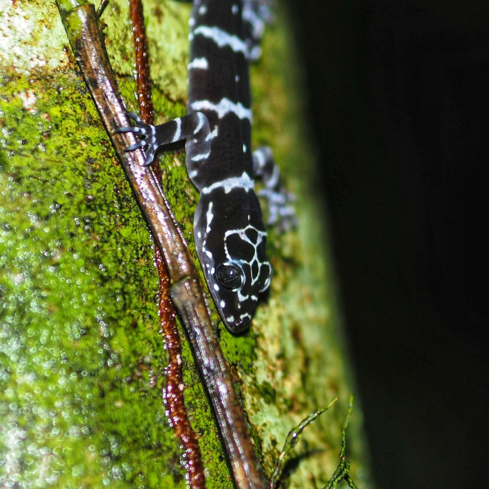 Imagem de Cyrtodactylus consobrinus (Peters 1871)