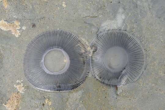 Image of crystal jelly