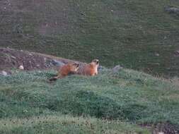 Imagem de Marmota caudata (Geoffroy 1844)