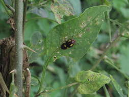 Image of Sphenorhina limbata (Lallemand 1927)