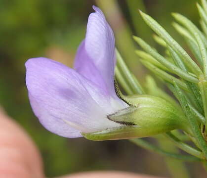 Image of Psoralea azuroides