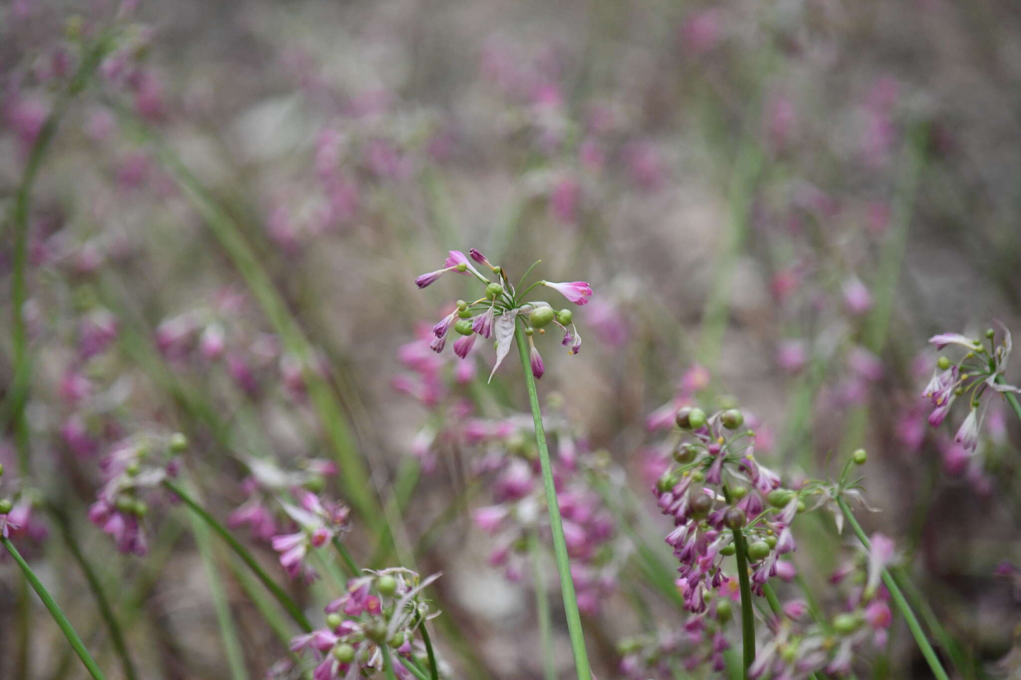 Image of Calostemma purpureum R. Br.