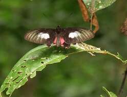 Слика од Parides neophilus (Geyer 1837)