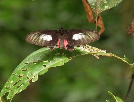 Image of Parides neophilus (Geyer 1837)