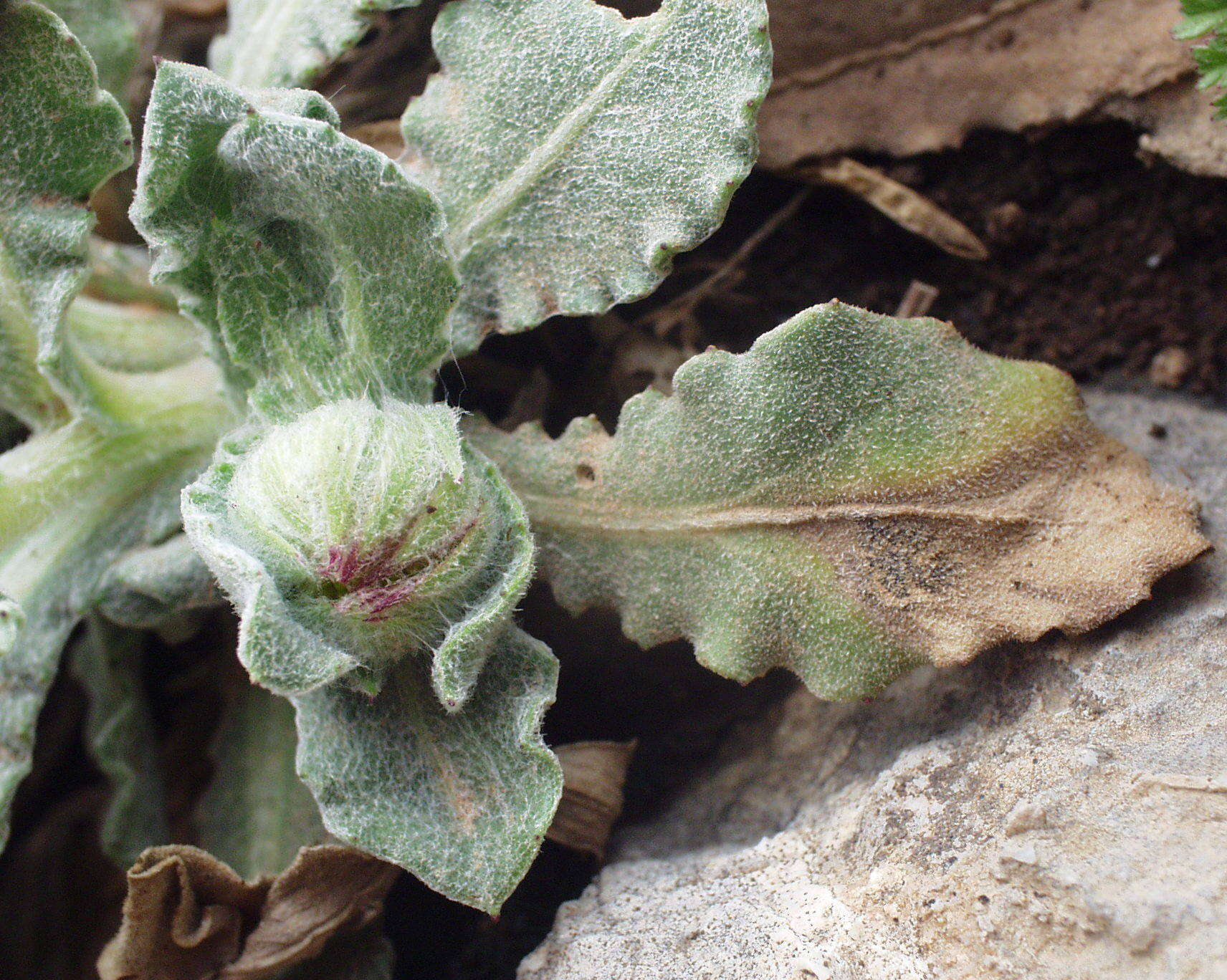 Image of Calendula suffruticosa Vahl