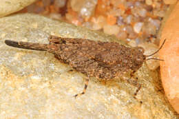 Image of Hooded Grouse Locust