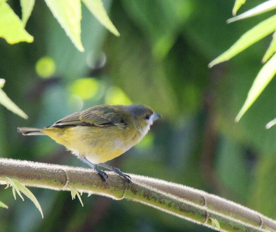 Euphonia chrysopasta Sclater, PL & Salvin 1869的圖片