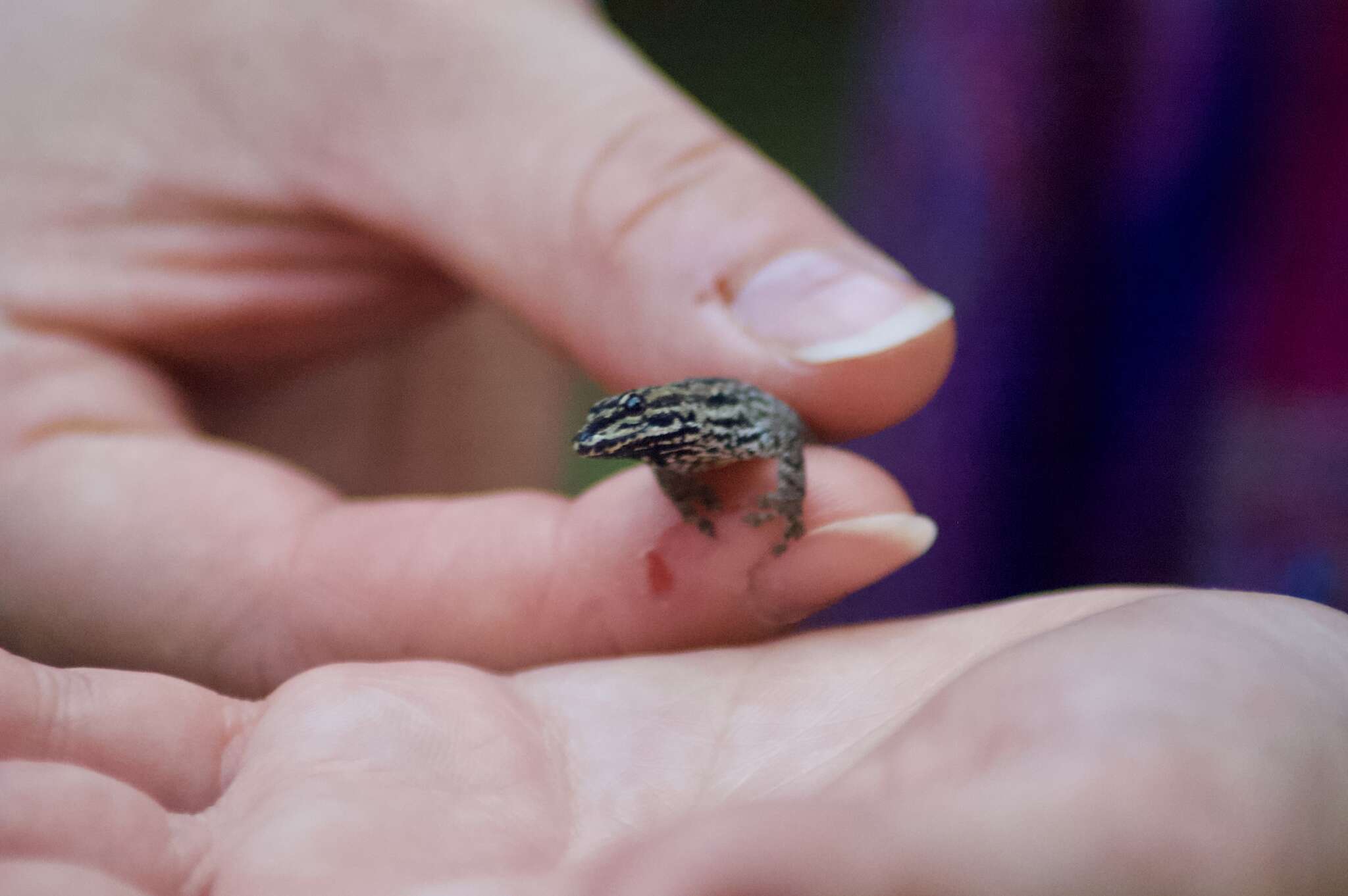 Слика од Lygodactylus keniensis Parker 1936