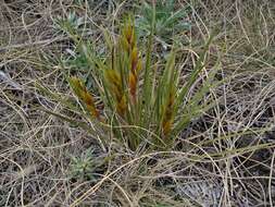 Image of Aciphylla lyallii Hook. fil.