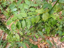 Image of Lasianthus micranthus Hook. fil.