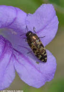 Image of Acmaeodera mixta Le Conte 1860