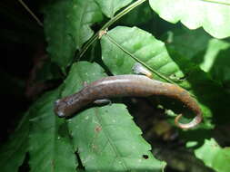 Image of Bolitoglossa equatoriana Brame & Wake 1972