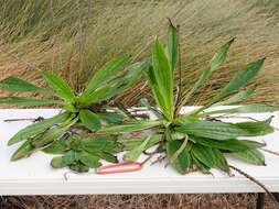 Image of Mexican Plantain