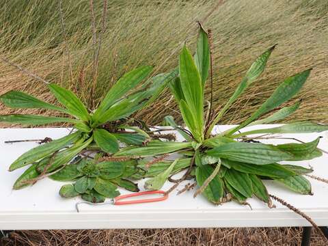 صورة Plantago australis Lam.