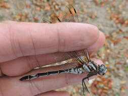 Image of Pale-faced Clubskimmer