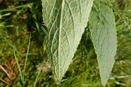 Imagem de Peronospora digitalis